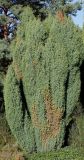 Juniperus communis. Взрослое растение ('Hibernica'). Германия, г. Дюссельдорф, Ботанический сад университета. 04.09.2013.