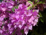 Bougainvillea spectabilis