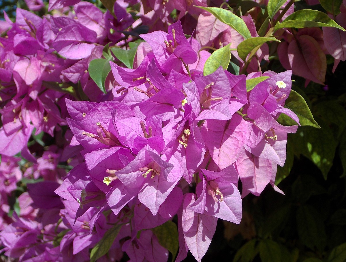 Image of Bougainvillea spectabilis specimen.