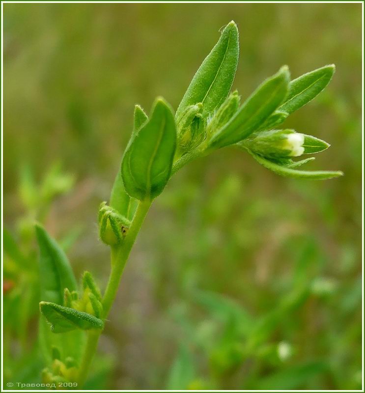 Image of Lithospermum officinale specimen.