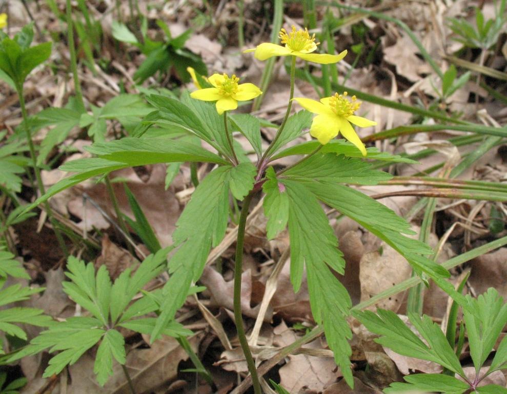 Image of Anemone ranunculoides specimen.