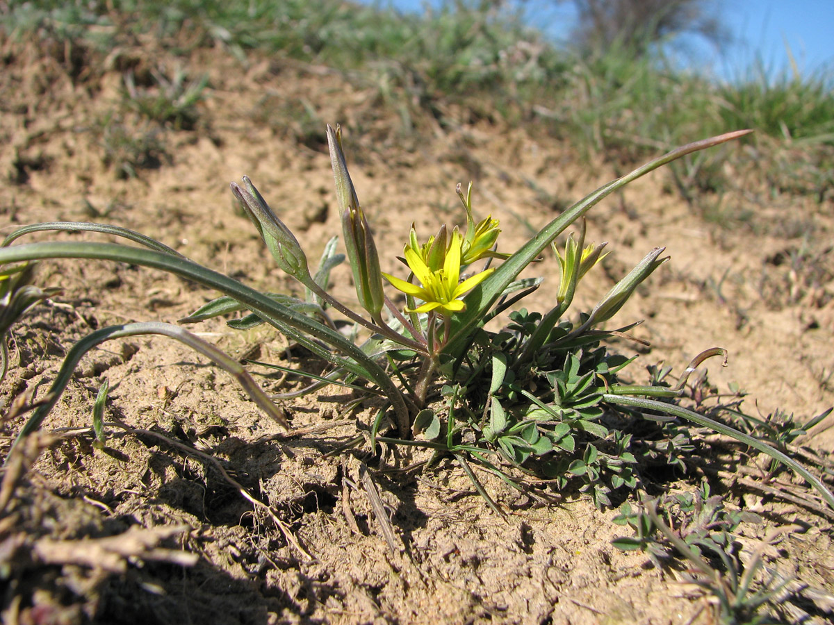 Image of genus Gagea specimen.