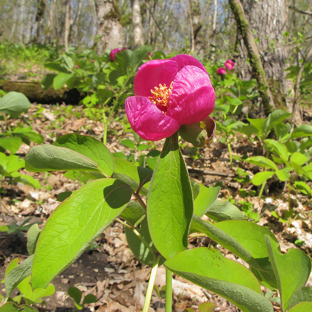 Image of Paeonia caucasica specimen.
