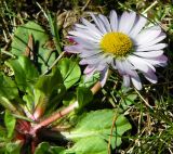 Bellis perennis