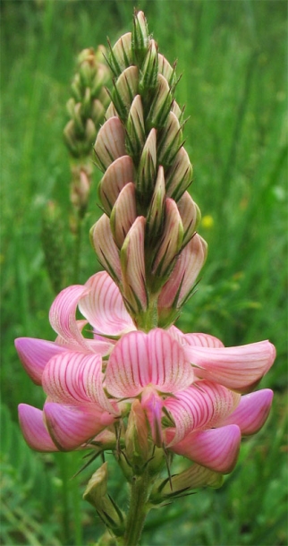 Image of Onobrychis viciifolia specimen.