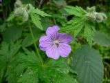 Geranium erianthum