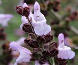 Salvia fruticosa