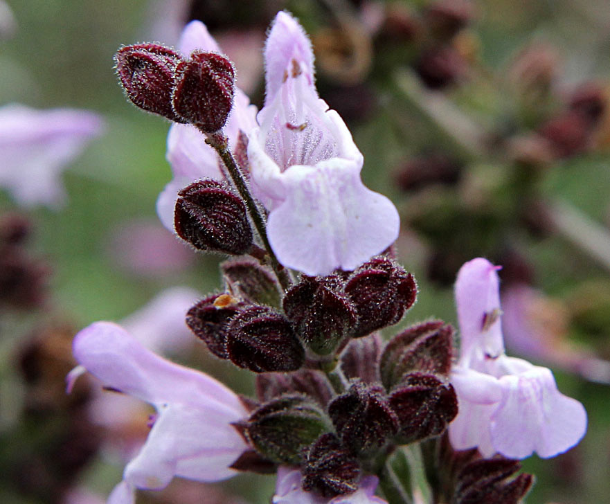 Image of Salvia fruticosa specimen.