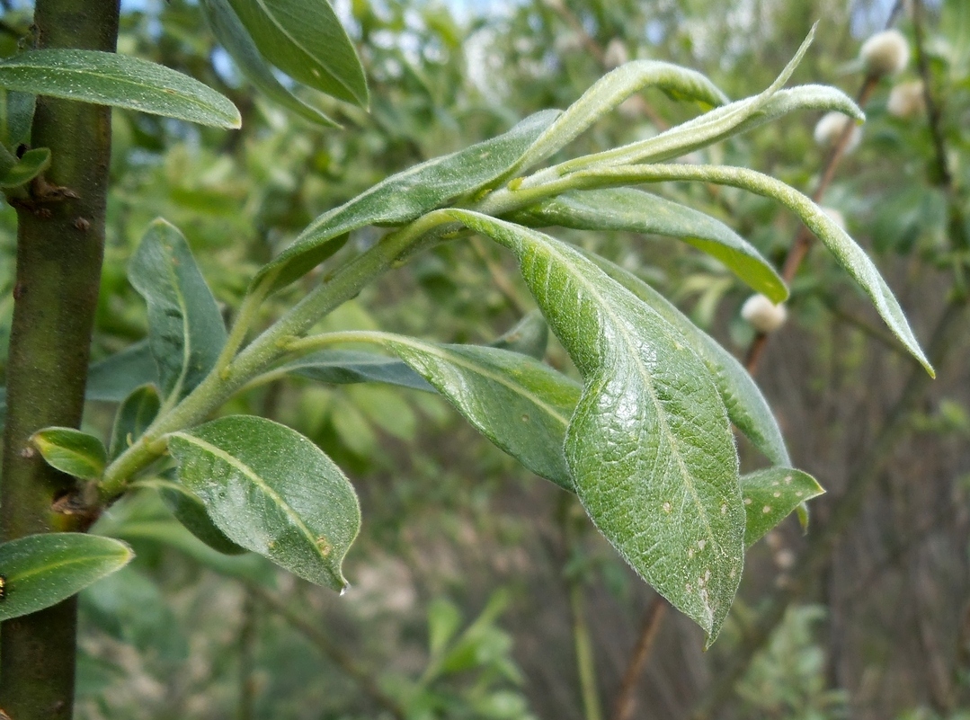 Image of Salix &times; reichardtii specimen.