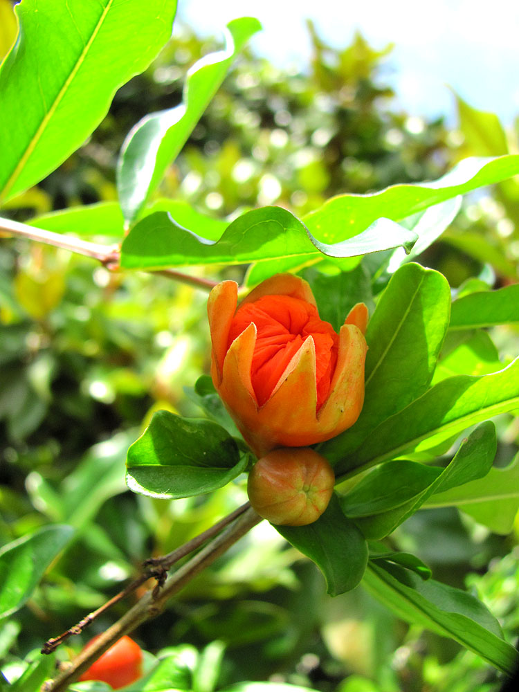 Image of Punica granatum specimen.