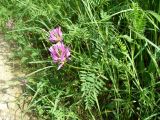 Astragalus onobrychis. Побеги цветущего растения. Ставропольский край, г. Кисловодск, парк, хорошо освещённый склон горы, высота около 1100 м н.у.м. (43°53′40,1″ с.ш., 42°45′31,07″ в.д.). 30.05.2014.