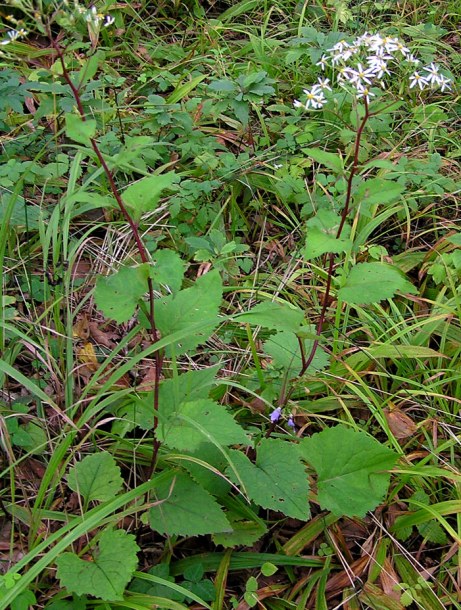 Image of Doellingeria scabra specimen.