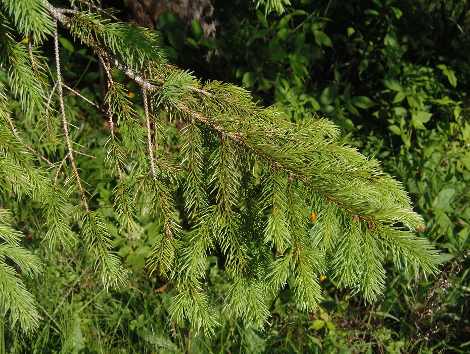 Image of Picea abies specimen.