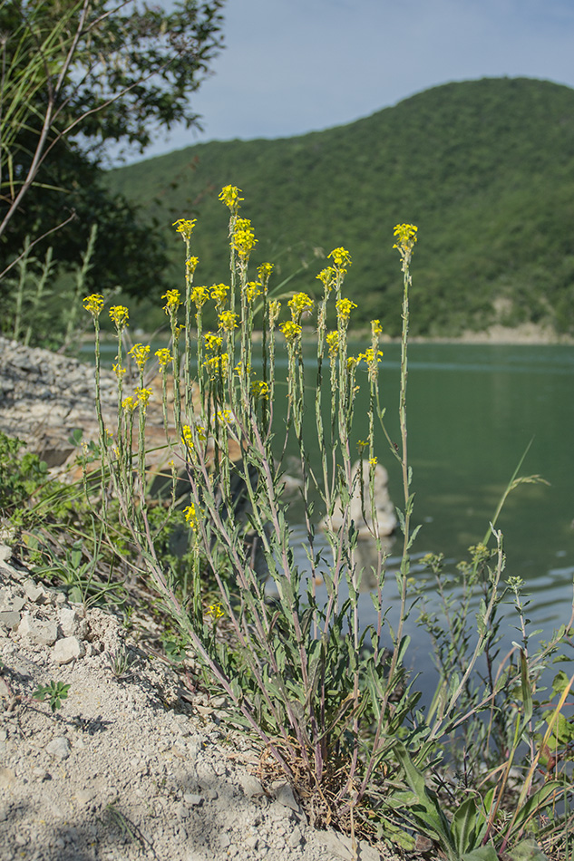 Изображение особи Erysimum cuspidatum.