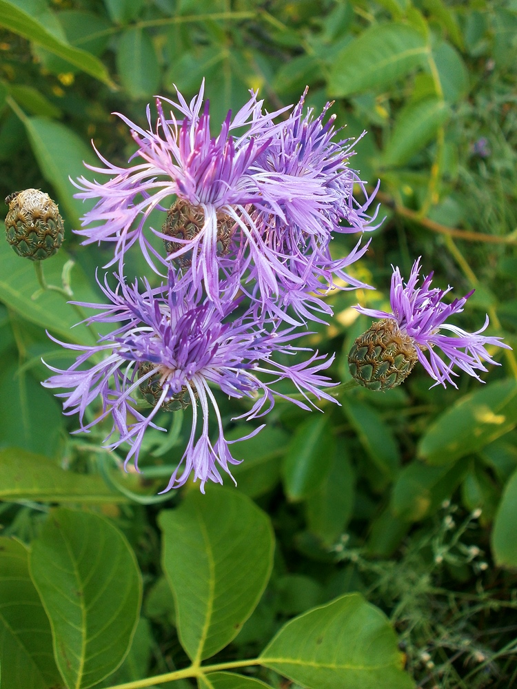 Image of genus Centaurea specimen.