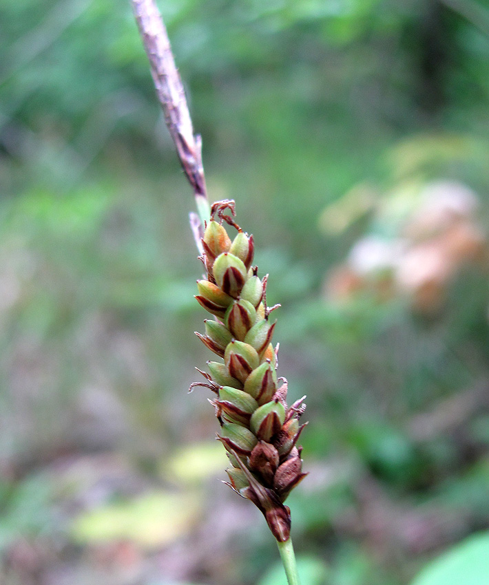 Изображение особи Carex cuspidata.