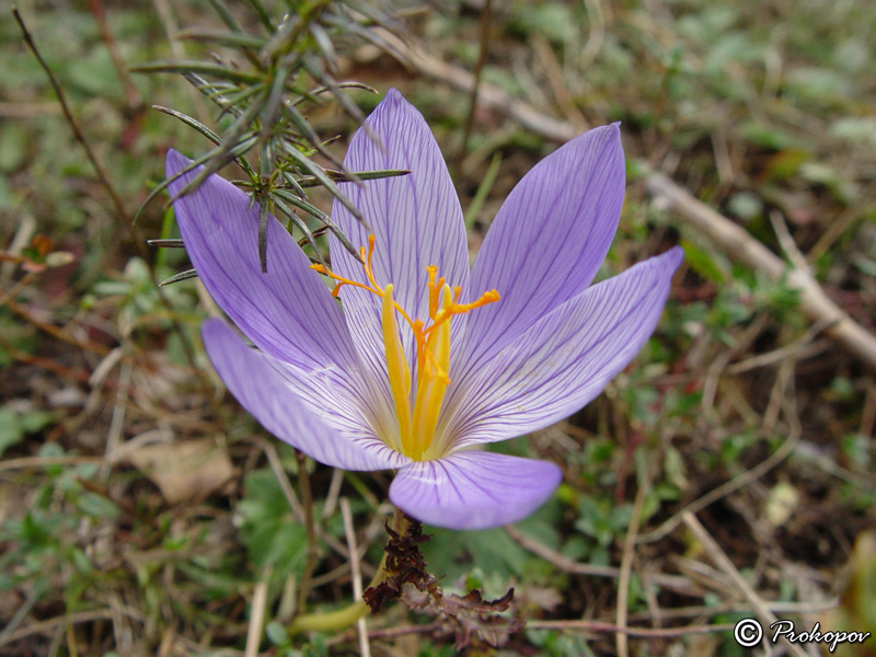 Изображение особи Crocus speciosus.