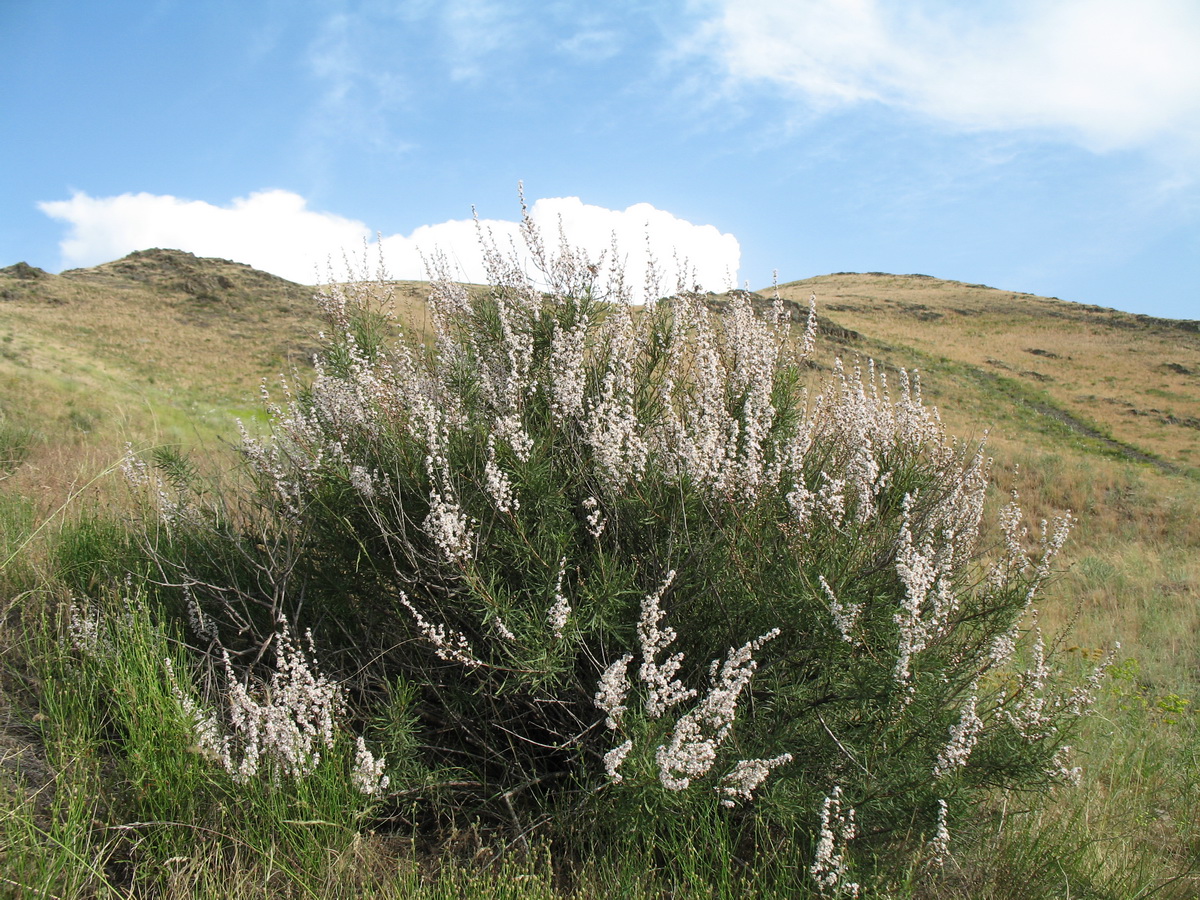 Image of Spiraeanthus schrenkianus specimen.