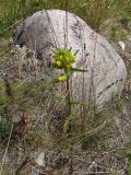 Rhinanthus groenlandicus. Цветущее растение. Кольский п-ов, Восточный Мурман, пос. Дальние Зеленцы. 21.07.2009.