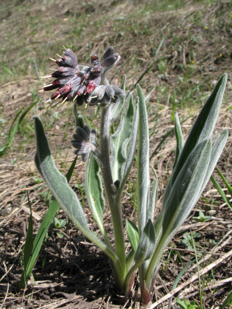 Image of Rindera oblongifolia specimen.