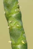 Salicornia