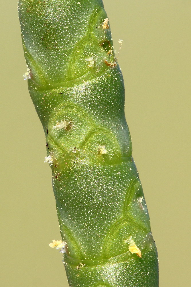 Изображение особи Salicornia perennans.