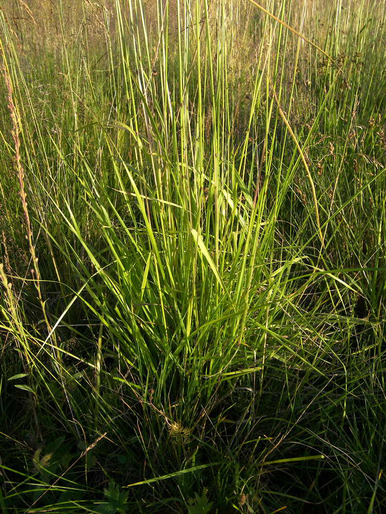 Изображение особи Festuca regeliana.