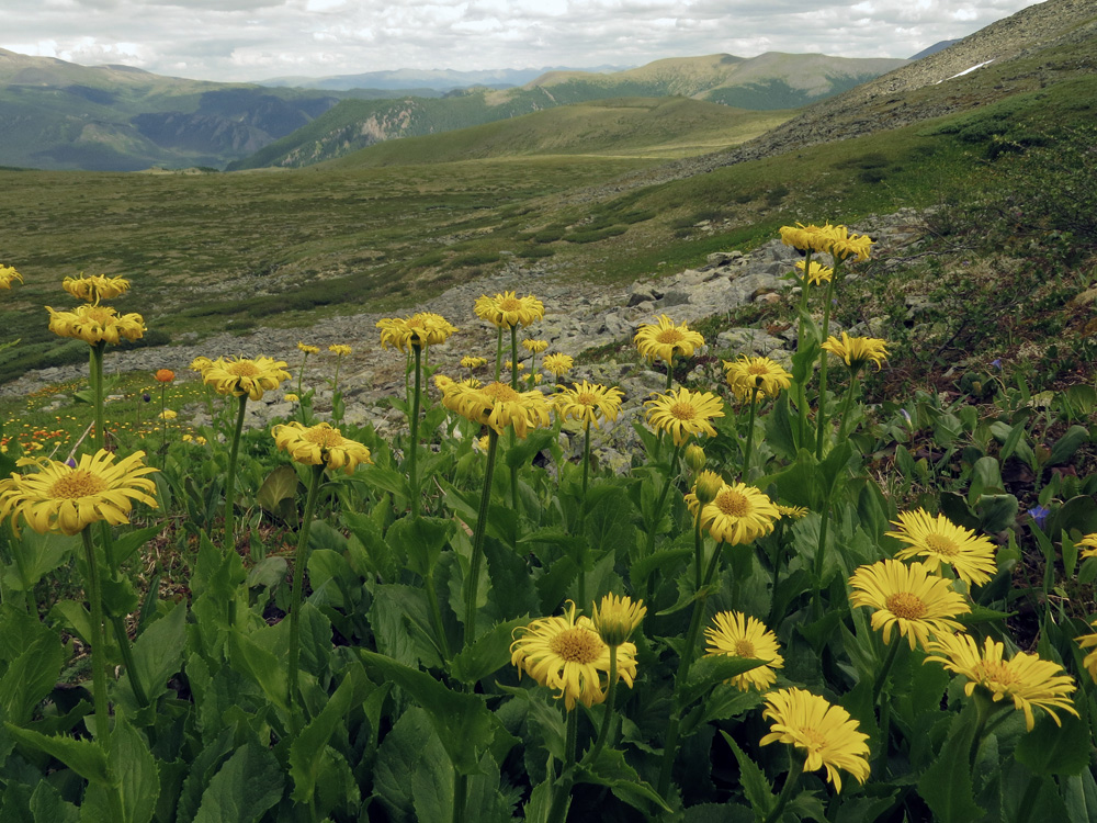 Изображение особи Doronicum altaicum.