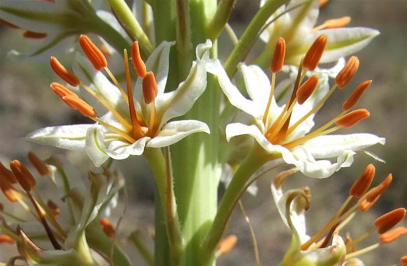 Image of Eremurus spectabilis specimen.