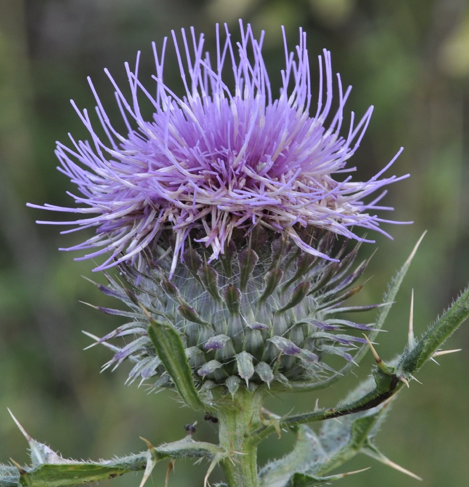 Image of Cirsium ligulare specimen.