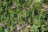 Adoxa moschatellina. Цветущие растения. Московская обл., Раменский р-н, окр. ж.-д. платформы Хрипань, смешанный лес. 27.04.2014.