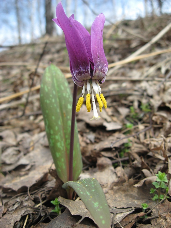 Изображение особи Erythronium sibiricum.