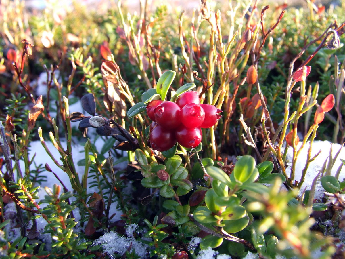 Изображение особи Vaccinium vitis-idaea.