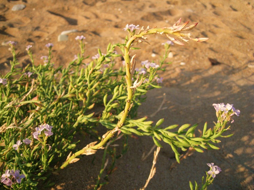 Image of Cakile euxina specimen.