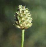 Cephalaria transsylvanica