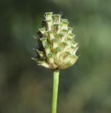 Cephalaria transsylvanica. Соплодие. Греция, Халкидики. 30.10.2014.