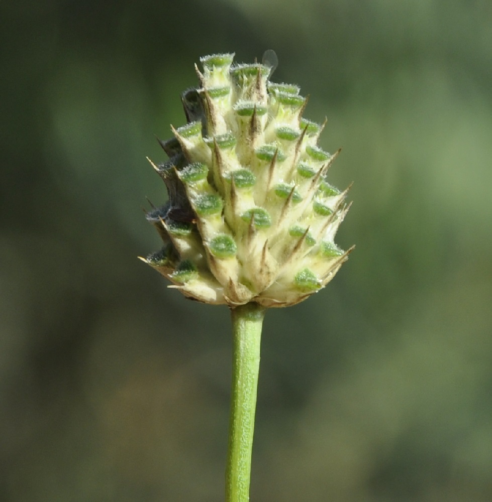 Image of Cephalaria transsylvanica specimen.