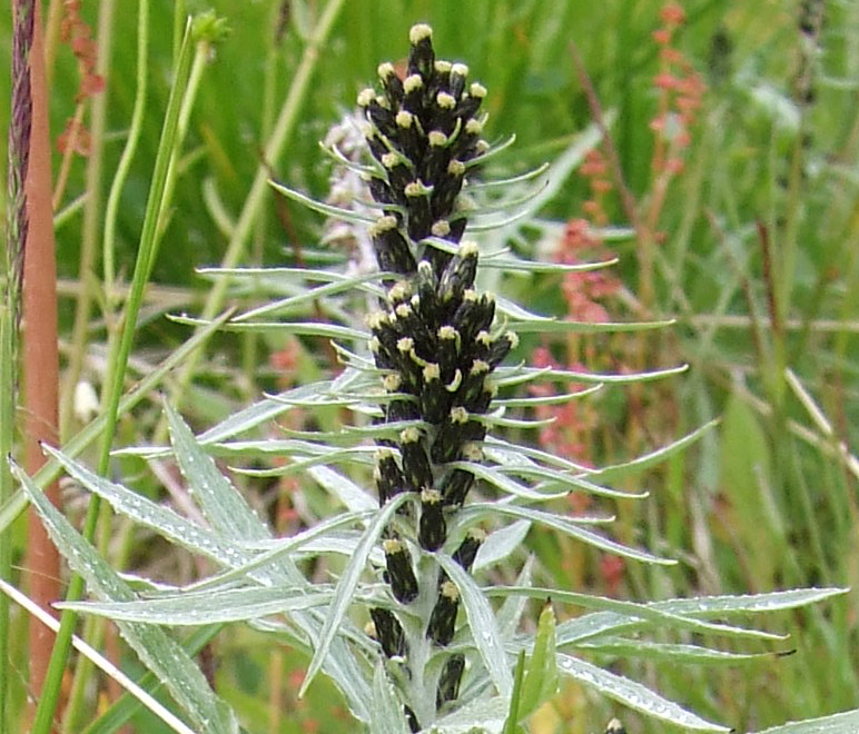Изображение особи Omalotheca norvegica.