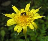 род Tragopogon