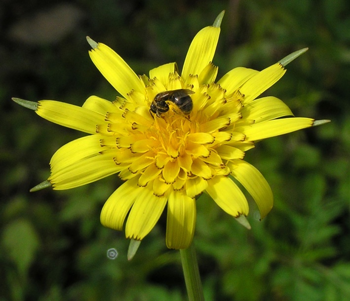 Изображение особи род Tragopogon.