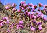 Rhododendron ledebourii. Верхушка цветущего растения. Республика Алтай, Чемальский р-н, правый берег р. Катунь, скалы. 01.05.2008.