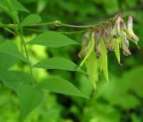 Vicia ramuliflora