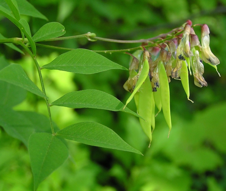 Изображение особи Vicia ramuliflora.