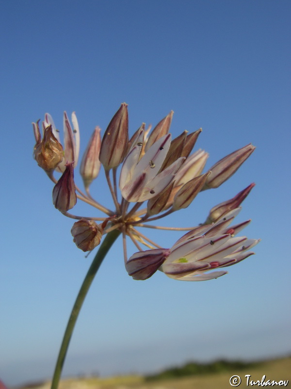 Image of Allium moschatum specimen.