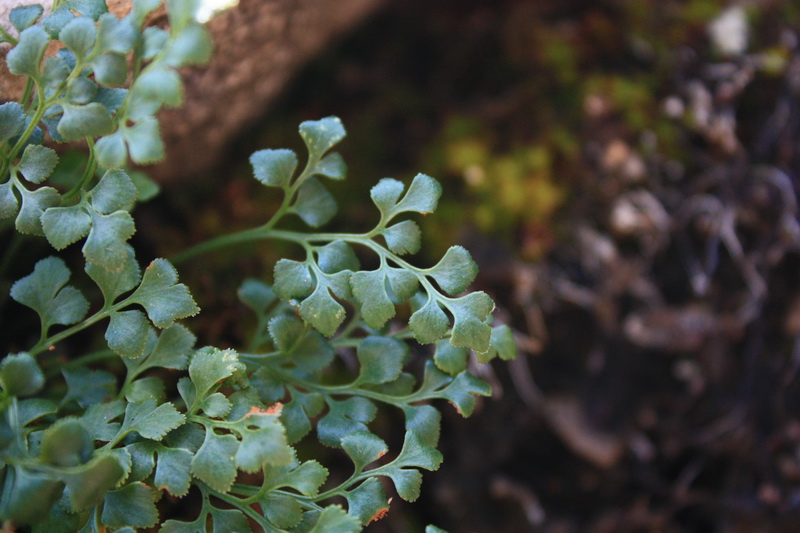 Изображение особи Asplenium ruta-muraria.