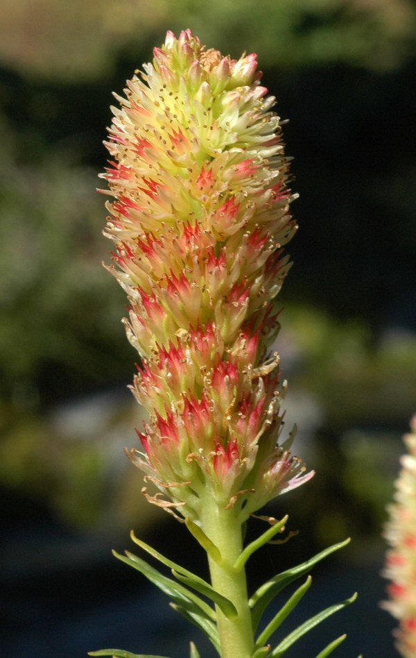 Image of Clementsia semenovii specimen.