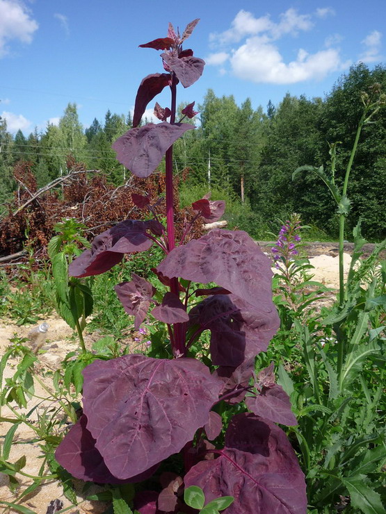 Изображение особи Atriplex hortensis.