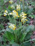 Primula veris. Цветущие растения. Подмосковье, Одинцовский р-н, окр. г. Кубинка, окр водохранилища Трасна, опушка леса. 03.05.2008.