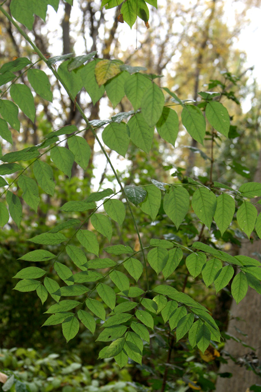 Изображение особи Gymnocladus dioicus.