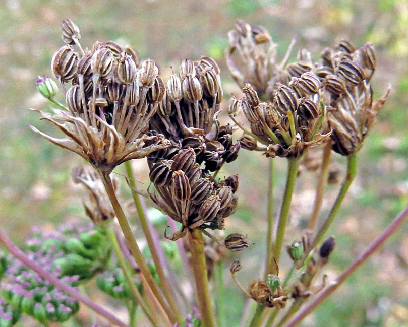 Image of Seseli annuum specimen.